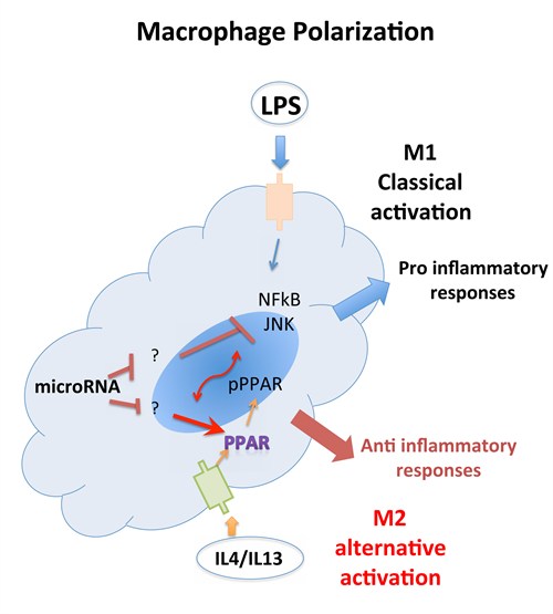 Macrophage Pol Macrophage Pol